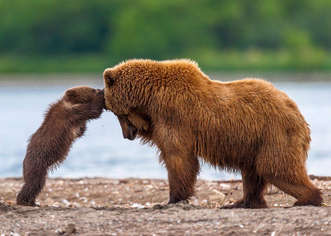 Wildlife Animals & Nature — . Photo by @sergeyivanov_61 A picture to ...