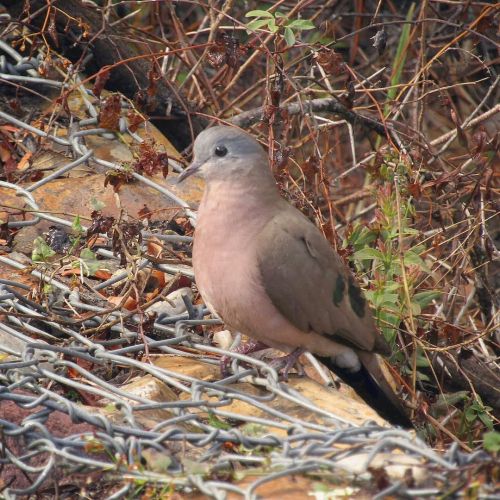 A delightful dove…it may not look like much in the first photo, but this Emerald Spotted Wood Dove h