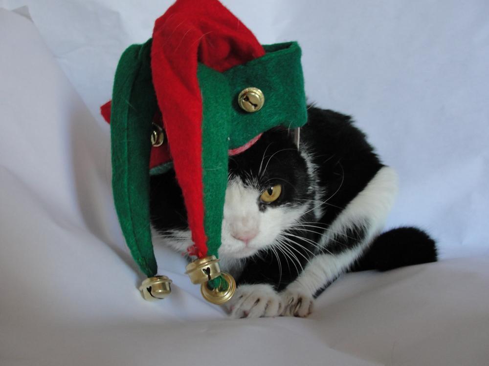 tardthegrumpycat:  The Daily Grump | December 24, 2012