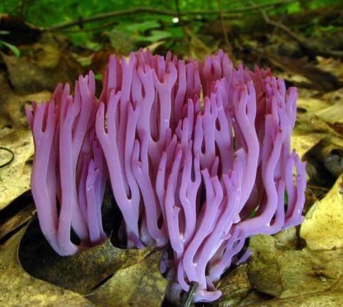 coolthingoftheday:1. Bleeding tooth fungus2. Veiled lady mushroom3. Amethyst deceiver4. Blue fungus5