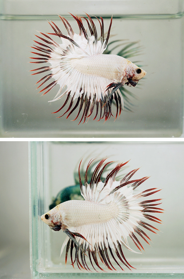 White platinum crowntail betta