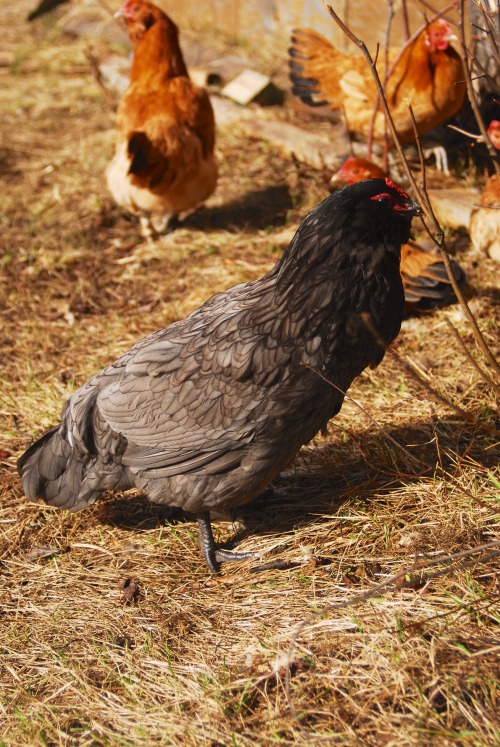 Meet Jean Grey, she is metal as FUCK.She came to us from a neighbour who lost his whole flock to a L