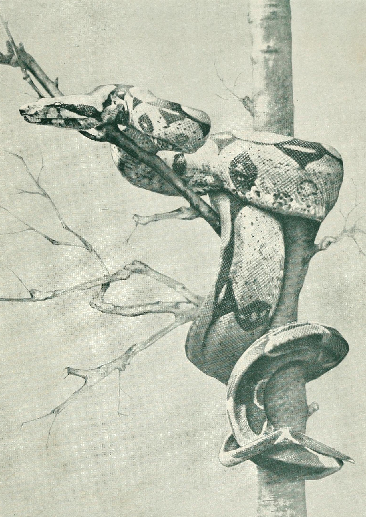 clawmarks:  Boa constrictor. The hundred best animals - Lilian Gask - 1914 - via