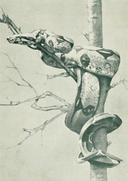 clawmarks:  Boa constrictor. The hundred best animals - Lilian Gask - 1914 - via Internet Archive