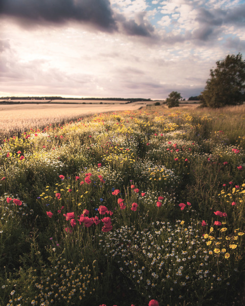 freddieardley: Gloucestershire Fields at the Close of Summer by Freddie Ardley Photography www.