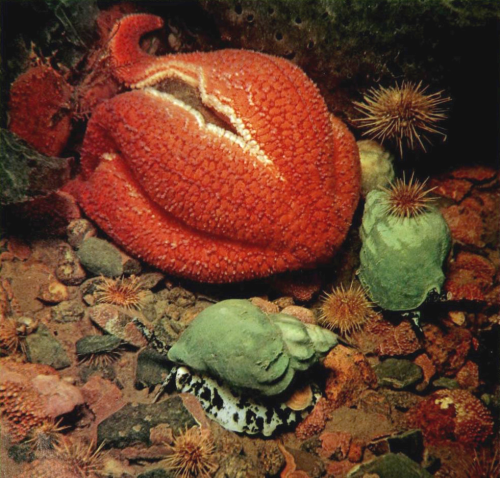 A Starfish Eating A Mussel, While Whelks And Sea Urchins Wait For The LeftoversBy: Douglas FaulknerFrom:
