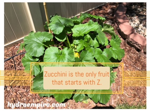 Did you know that zucchini is the only fruit that starts with Z?! Check out www.hydroempire.com for 