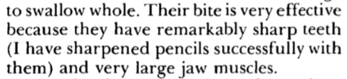 wtf-scientific-papers:[Their bite is very effective because they have remarkably sharp teeth (I have