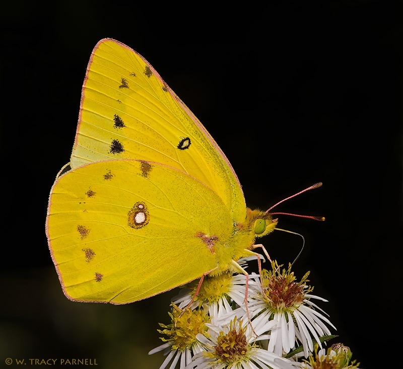 missblissfreshstart:  euph0r14:  Orange Sulphur | by wtparnell | http://ift.tt/114VHs1