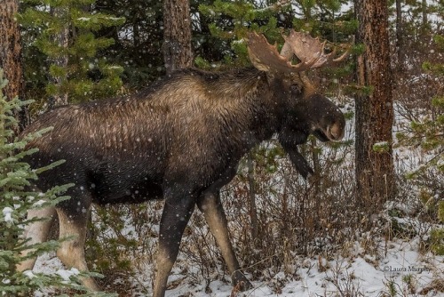 celtic-forest-faerie: {Moose In The Woods} by {Murph Le}