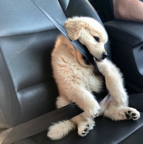 hitmewithcute:No like seatbelt