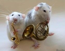animal-factbook:  Although Mark Ronson and Bruno Mars were given the majority of the credit for their hit single “Uptown Funk”, it was actually these two rats, Julius Jupiter and John Johnson, who composed the song. 