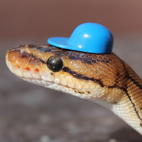 sweet-slither-friend:she wear hat