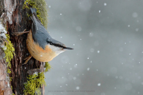 Eurasian Nuthatch (Sitta europaea) &gt;&gt;by Luca Giordano