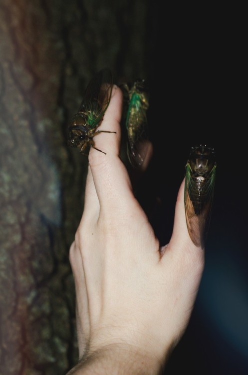 moderngargoyle: the hot must-have accessory in Goblin Fashion this week? Cicadas! wear them as rings