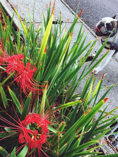 Growth, Green Color, High Angle View, Day, Plant, Outdoors, Nature, Beauty In Nature, Grass, Freshne