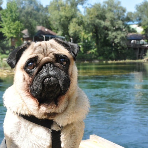 What our vacation is almost over?! #nutellothepug #pug #dog #summer #vacation #nature #unariver