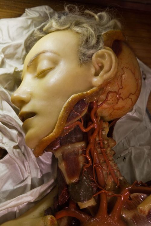 loupgarou752:Anatomical Venus model used to medical science.