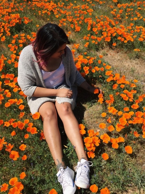 mujerdelatierra:California poppy