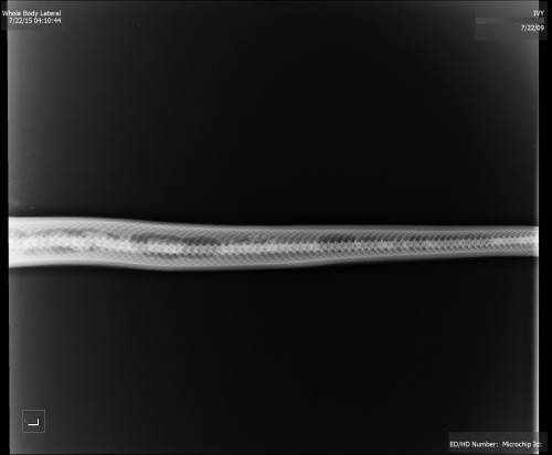 greydlt: A few days ago, we posted an emergency signal boost message about my snake Ivy (a.k.a. Bug/