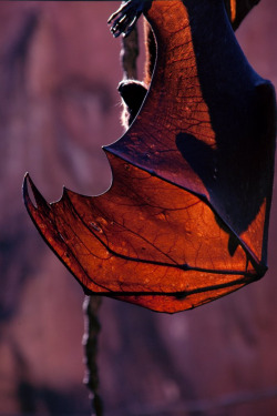 (Animal Kingdom - Malayan Flying Fox bat) (by ohhector)