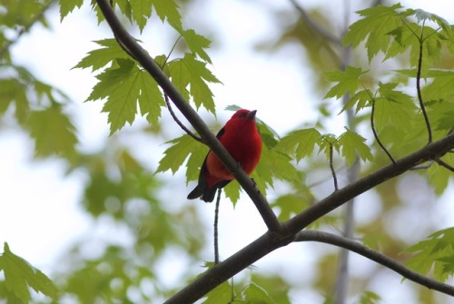 birdsandbirds:Scarlet TanagerMagee Marsh BoardwalkOak Harbor, OH