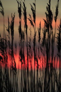 ponderation:  Reeds in the sunset by arunas59