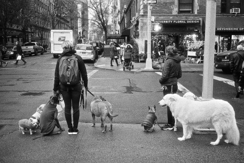 CrosswalkLeica M6 / Ilford HP5 FilmGreenwich Village, NYC