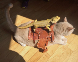 animals-riding-animals:lizard riding cat