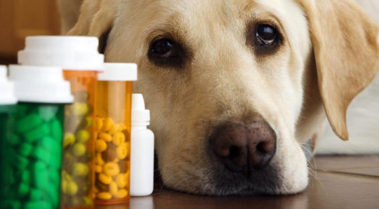 Abnormal behavior of your dog - Petofy