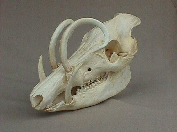cedrwydden: There are not enough dragon designs based off herbivore skulls. Tell