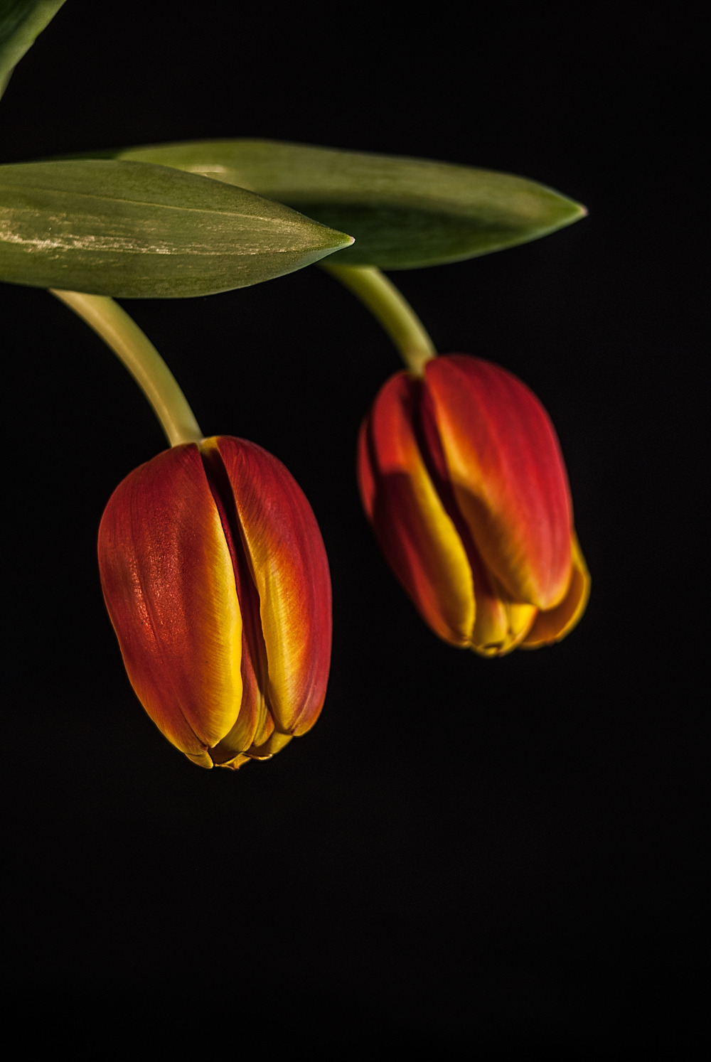 bdesannorat:  135 · REPRISE   Exercici amb tulipes bicolor i fons negre· Ejercicio