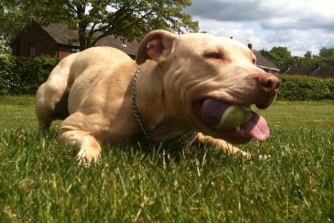 #Reddog #pitbull #pitbullsofinstagram #pitbullmom #pitbulladvocate #endbsl #ItsRayningPits