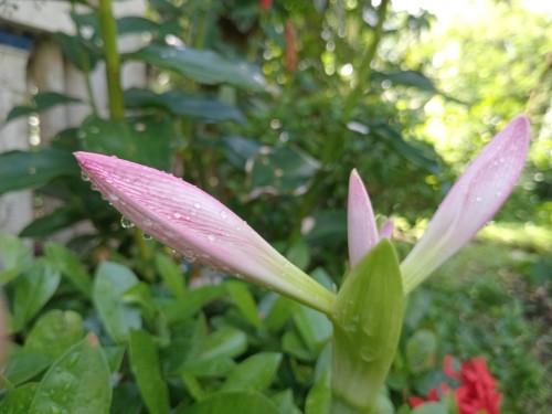 Look At What I Found In Our Garden. ()