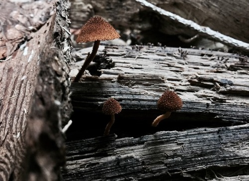 Pholiota sp.-Spores&More