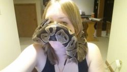 thatonemexicanperson:  kookootegu:  hissssssss:  fimbry:  scalestails:  rainbowsnakes:  reptiliaherps:  &ldquo;Most girls that like snakes and weird animals are ugly&rdquo; pardon me while I put my snake on my face to demonstrate the several fucks that