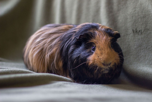 Guinea Pigs (tumblr | instagram | society6)A trio of guinea pigs that were up for adoption at t