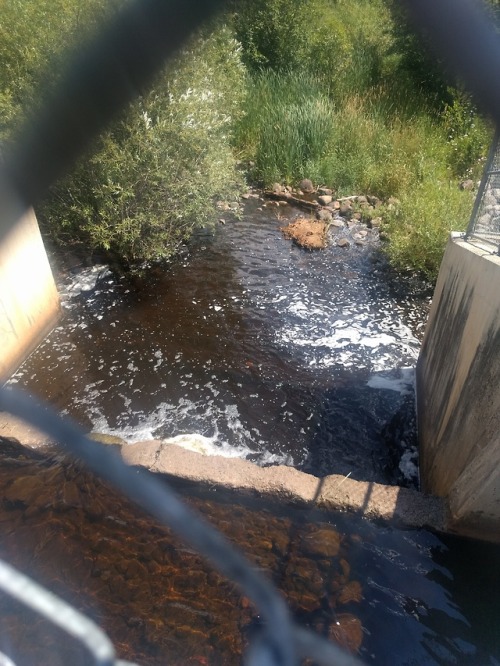 Hitting the trails again at Hartley! Small Friend likes going over the damn bridge. We kept going wh