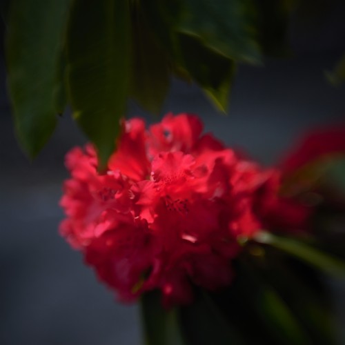 Red Rhododendron