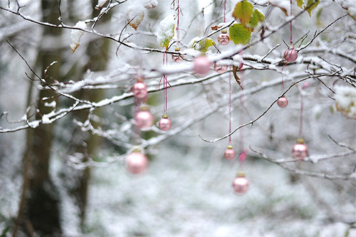 4himglory:  Snow baubles (Explored) by John Nunney on Flickr.