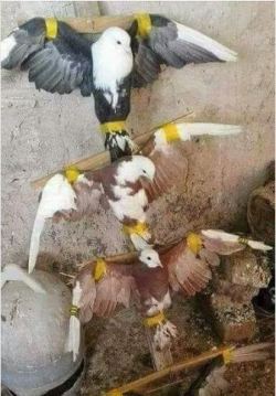 ¿¿Ahora también las crucificamos.?? .😣.Esto lo hacen los cazadores con o sin licencia para cazar aves rapaces. Usan a las palomas como señuelo crucificándolas en palos.Solo una palabra&hellip;. PENOSO.