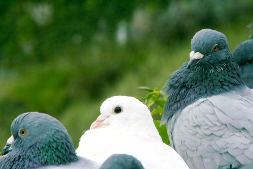 I know a lot of people don’t like rock doves, but honestly I think they’re cuties