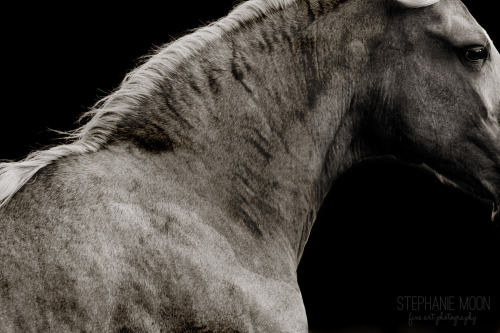 (2)  Stephanie Moon is a fine art photographer with a specialty in horses. Her ability to capture th