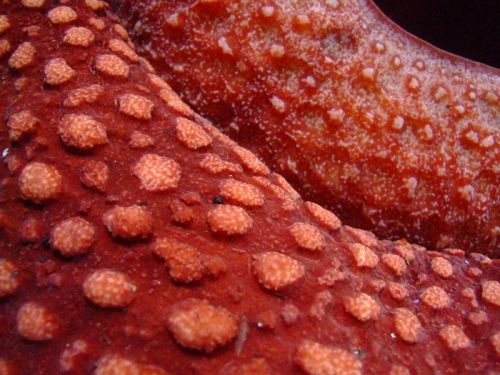 ted:  Rafflesia arnoldii and Rafflesia arnoldii: close up by Tamara van Molken  “Everyone sees