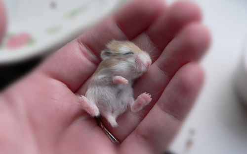 moofrog:  hamsterwiki:  awesome-picz:  Adorable Hamsters That Will Cause A Cuteness Overload  Deffo 