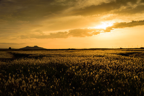 Flowering cogongrass at Ueumdo and Hyeongdo, Hwaseong, Gyeonggi-do.