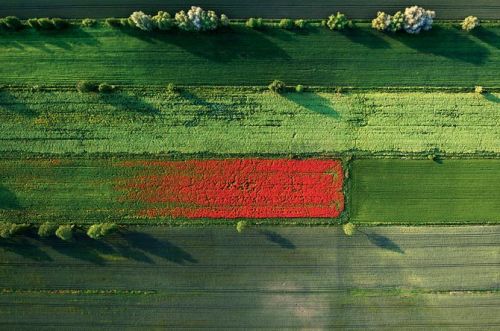 ratak-monodosico: Poppies taking over a field in Poland this looks like a lipstick smear