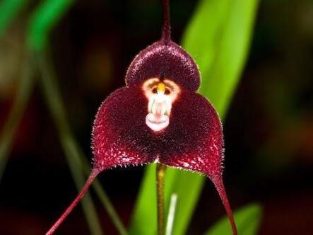 ふぁる‏@fal0811モンキーオーキッドって言う俗称の蘭がマジ猿だからみんな見て Monkey orchid