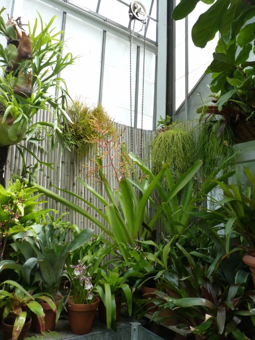 unrelated photographs: Toronto street // Biltmore Estate greenhouse