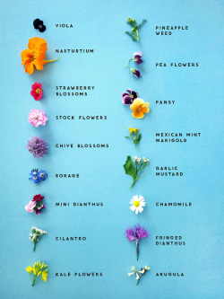 marthajefferson: foodffs: Easily Identify Edible Flowers With The Help of This Graphic | Lucky Peach 